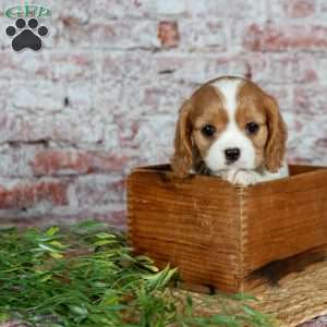 Havana, Cavalier King Charles Spaniel Puppy